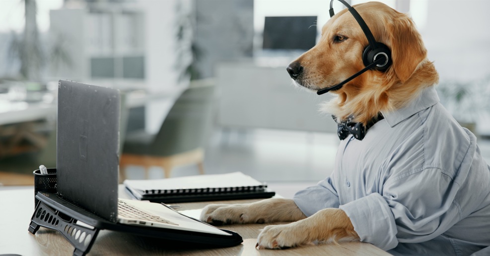 Golden retriever wearing a headset and shirt at a desk, ready to assist with contact inquiries