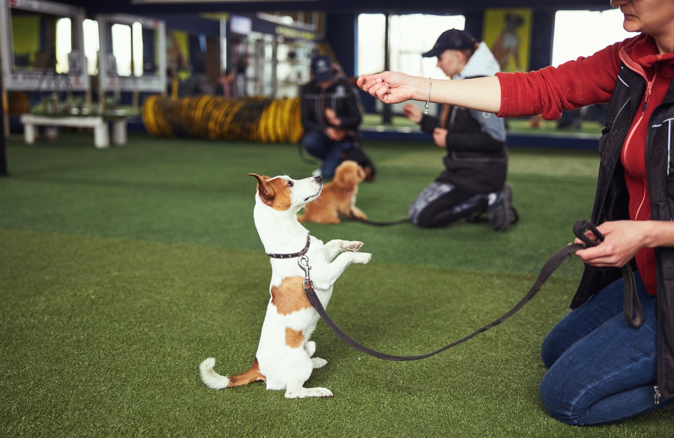 Jack Russell Terrier performing tricks with a trainer indoors